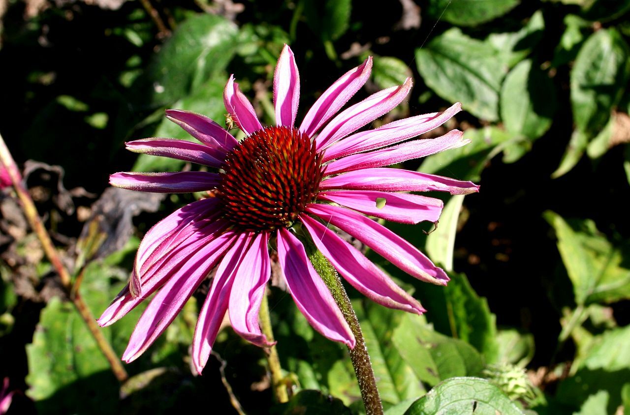 2000 ECHINACEA ANGUSTIFOLIA Seeds (Narrow Coneflower) | NON-GMO | Free shipping