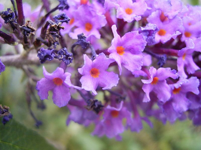 BUTTERFLY BUSH LAVENDER, 2000 SEEDS, BUDLEJA DAVIDII, beautifully scented bulk