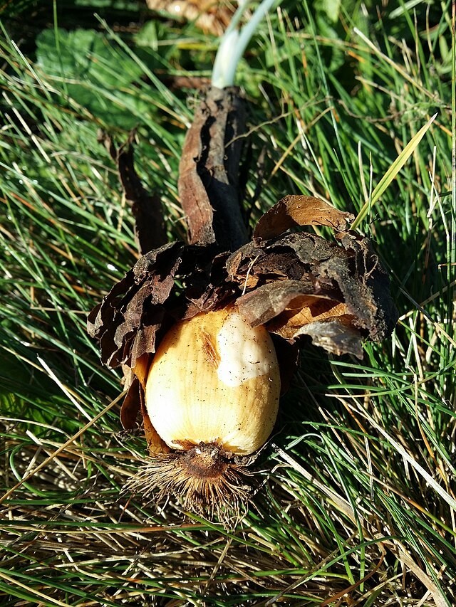 Colchicum autumnale | Autumn Crocus | 20 Seeds