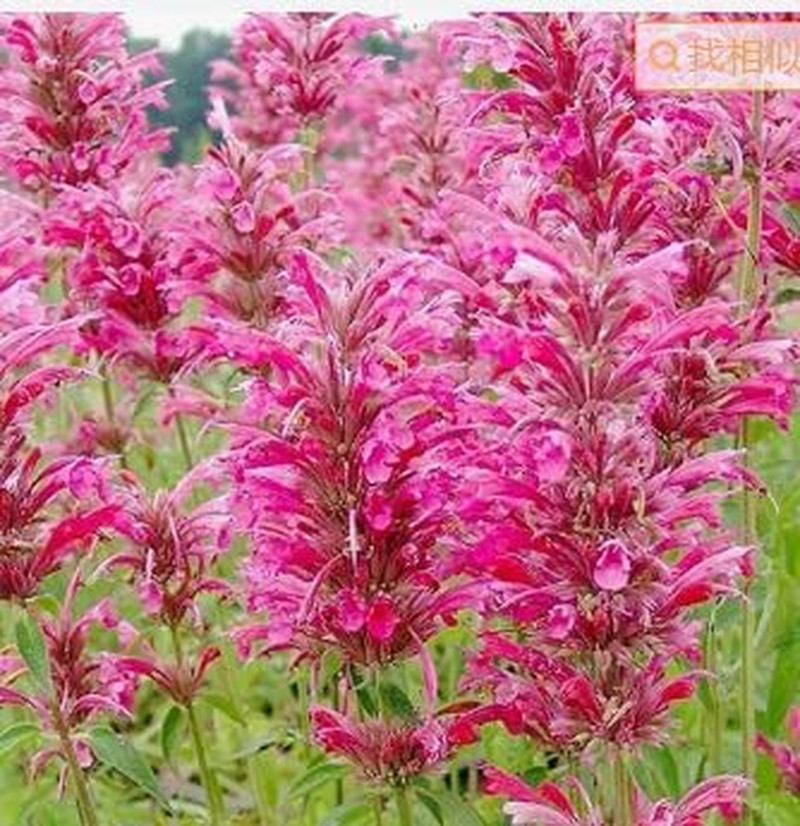 210Pcs Salvia Sage Seeds – Non-Gmo Heirloom Seeds, Drought-Tolerant Cold-Hardy P