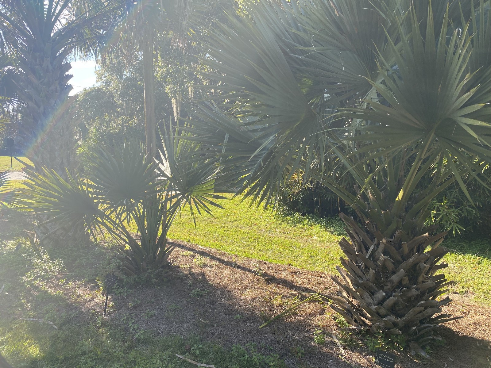 Sabal minor ‘Cape Hatteras’ Seeds! Cold-Hardy, VERY LARGE Form of Sabal minor!