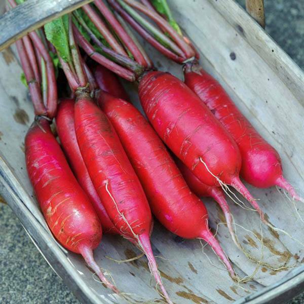 Radish Seed: China Rose Radish Seed Fresh Seed FREE Shipping