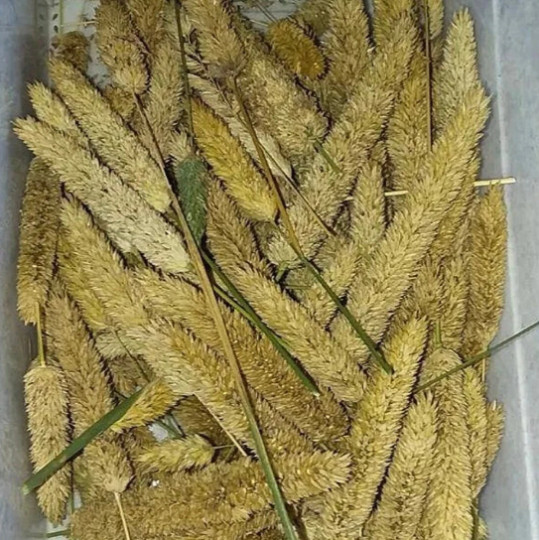 100 Phalaris aquatica seeds