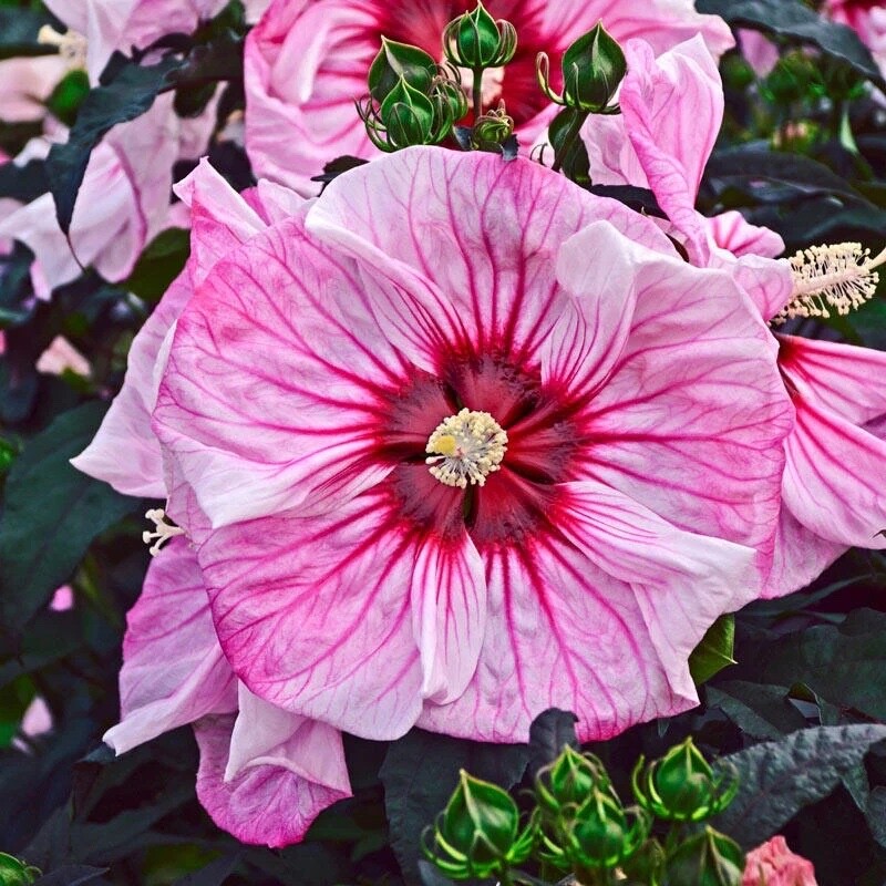 20 White Pink Hibiscus Seeds Flowers Flower Seed Perennial Bloom US SELLER