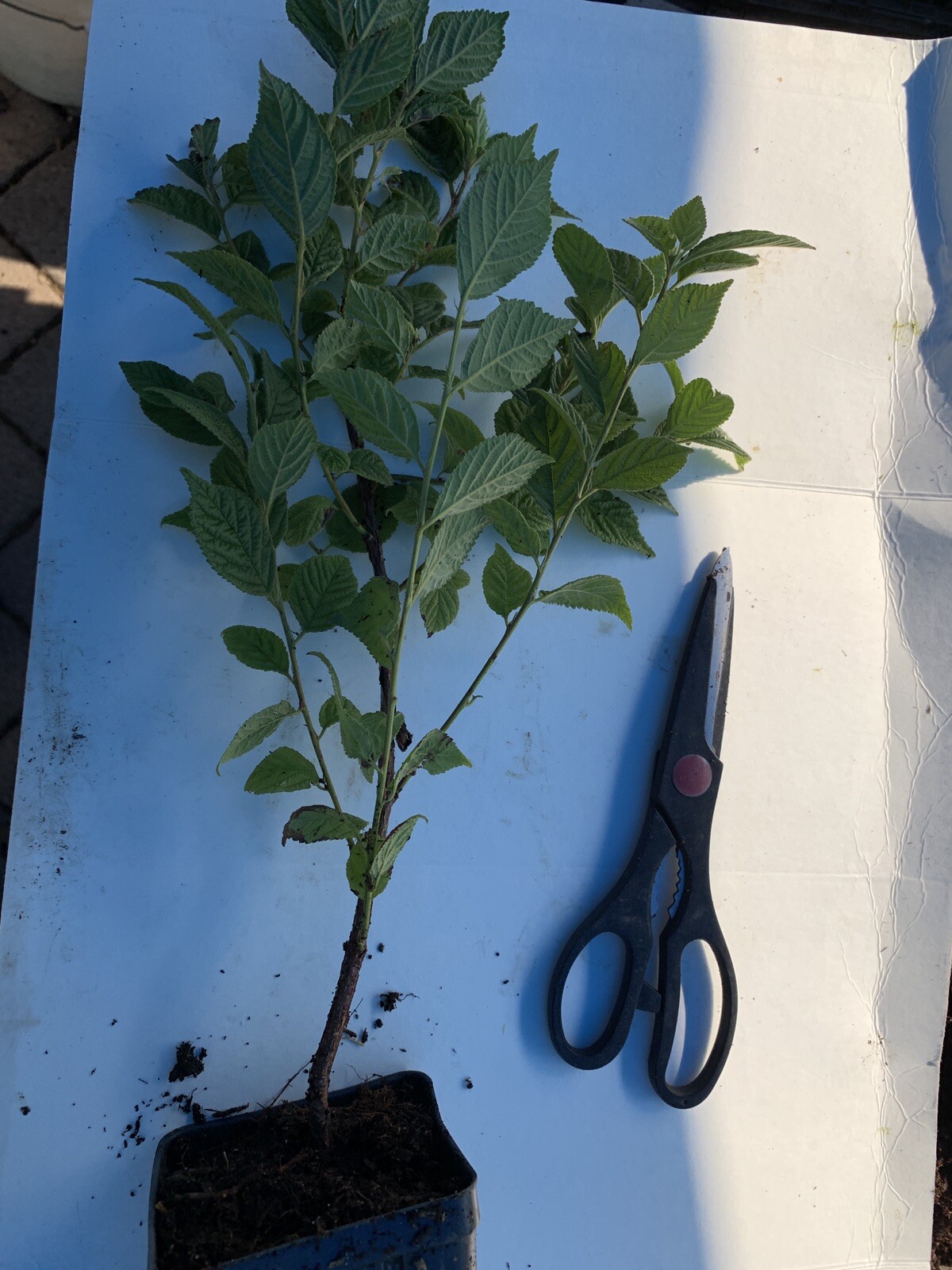 12-18” tall Ian – Nanking White Cherry 2 year old plant
