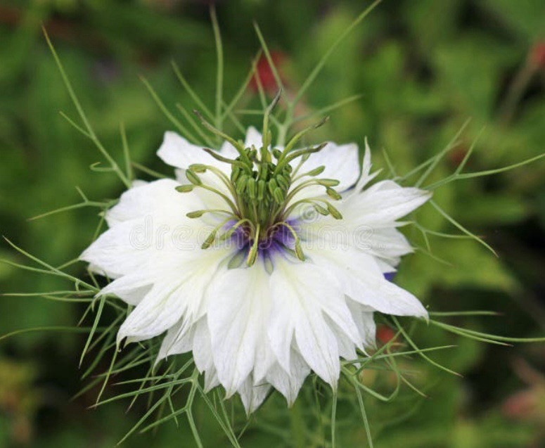 3,000 + Love In a Mist Organic Nigella Flower Seeds Unique Cut Decorative Pods
