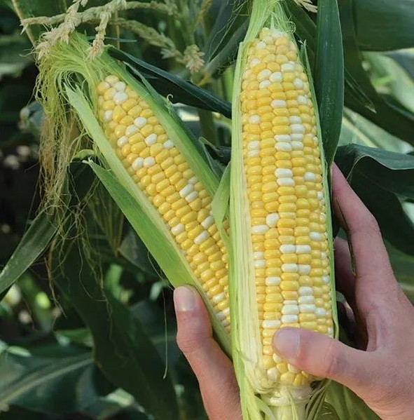 1000+ Peaches and Cream Sweet Corn Seeds – Organic – Hybrid – Non Gmo — FRESH