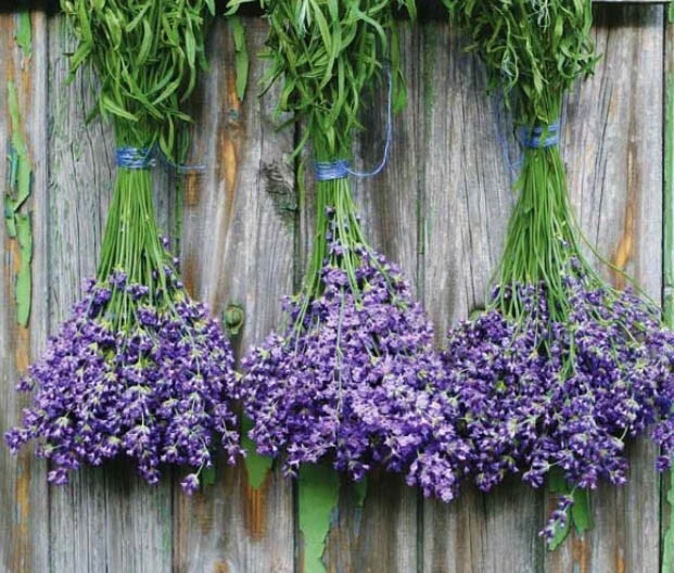 LAVENDER, MUNSTEAD Perennial Container Garden Medicinal Dried Non-GMO 200 Seeds!