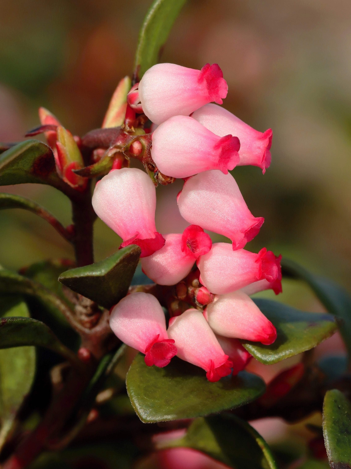 20 BEARBERRY Arctostaphylos Uva-Ursi Kinnikinnick Pinemat Manzanita Flower Seeds