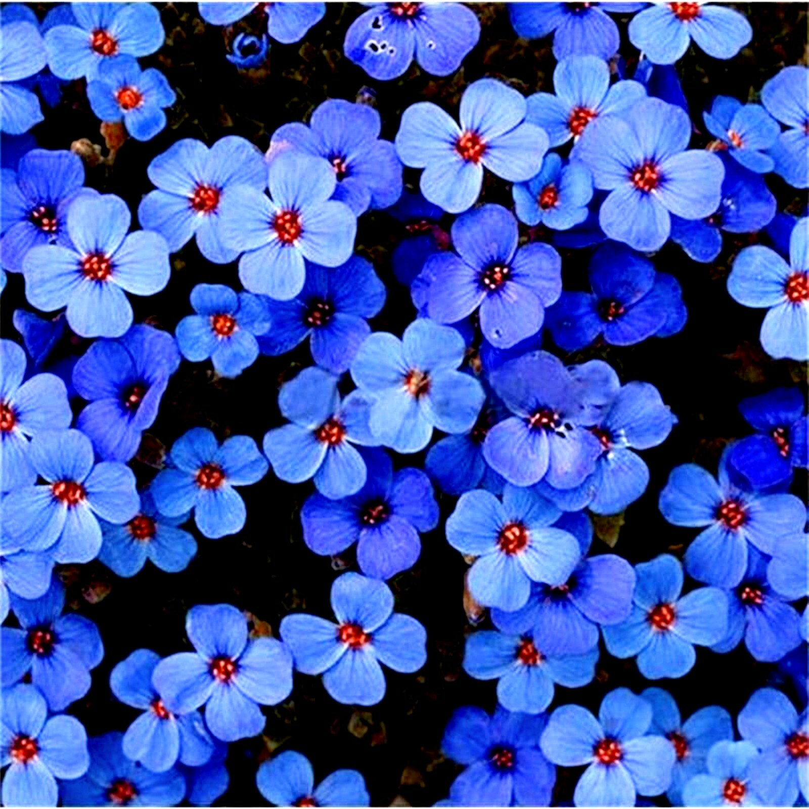 🌺🌺 Creeping Thyme Herb Flower Seeds Thymus Serpyllum Ground Cover Blue FS4-100