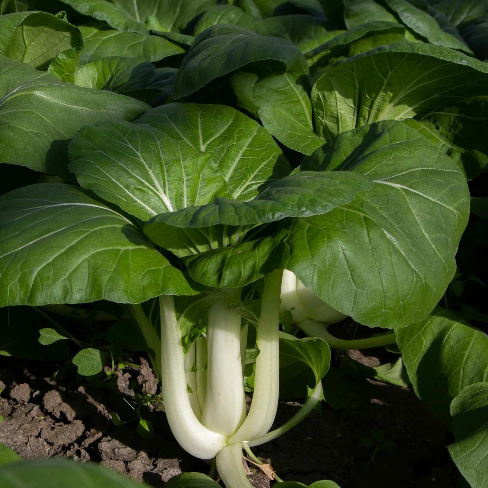 Bok Choy Seeds, Pak Choi White Stem, Non-GMO, Fast Growing, Free Shipping