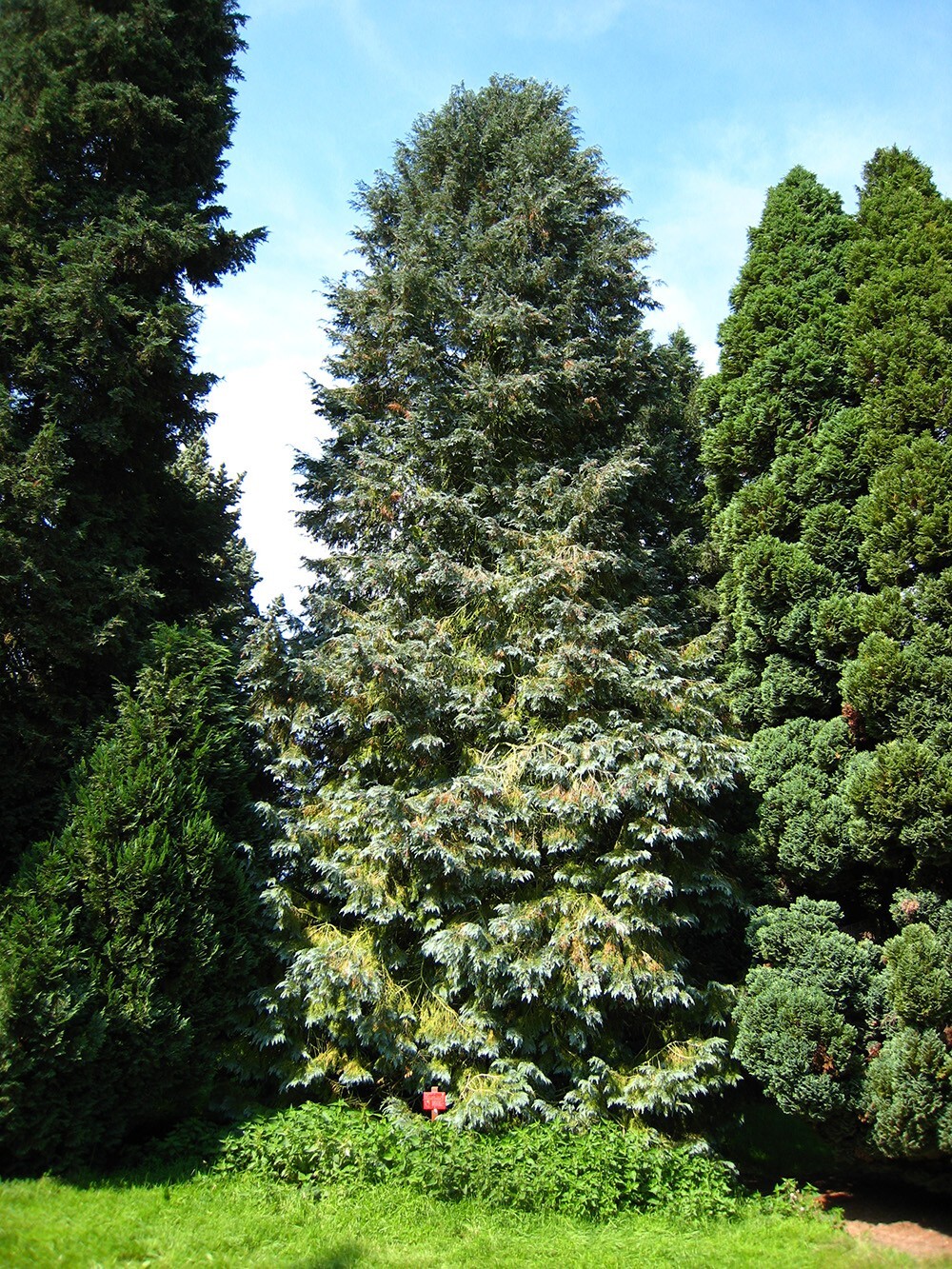 Lawson’s Cypress Tree | Premium Seeds | Chamaecyparis lawsoniana | Plants’®