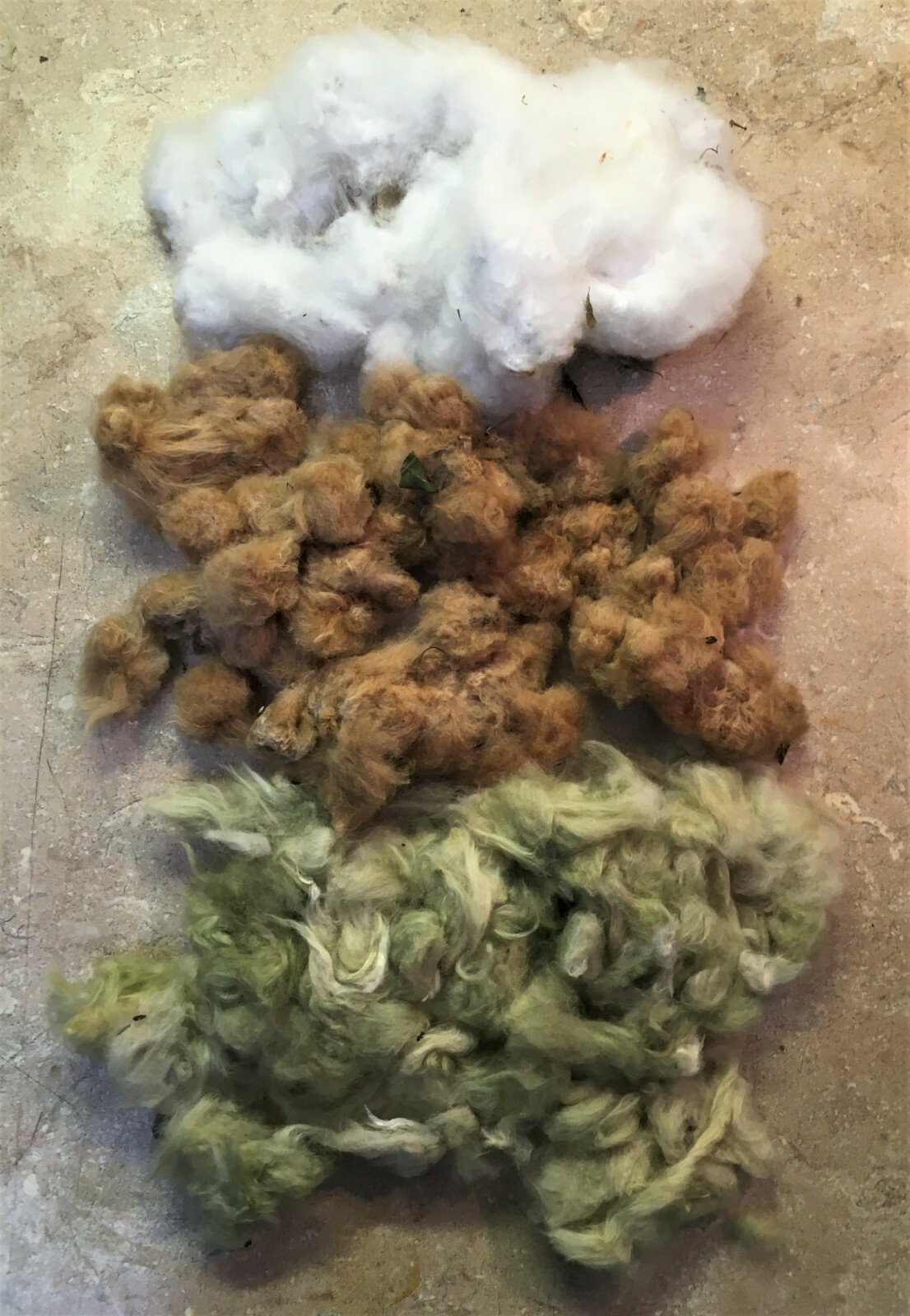 Cotton Green Lint with Burgundy Leaf Extremely Rare Heirloom Ornamental