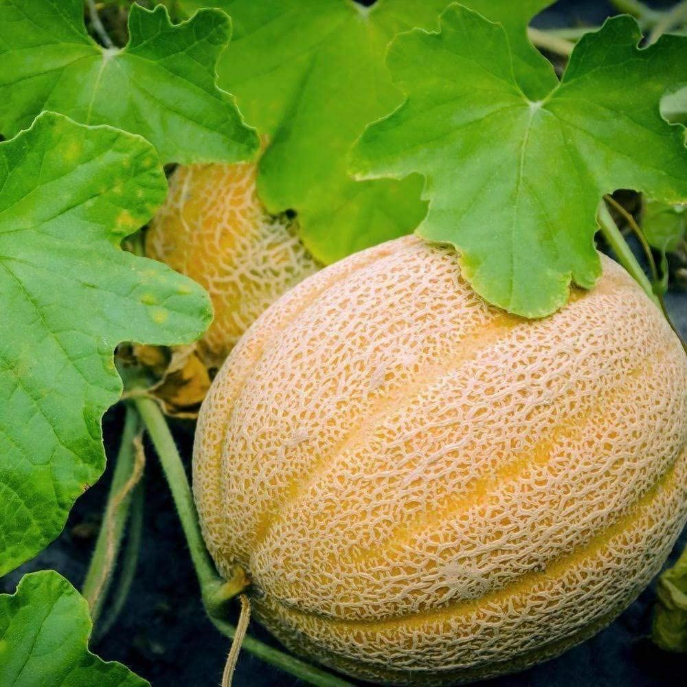 Melon Seeds, Hales Best Jumbo Melon, Cantaloupe Seeds, “COOL BEANS N SPROUTS” Br