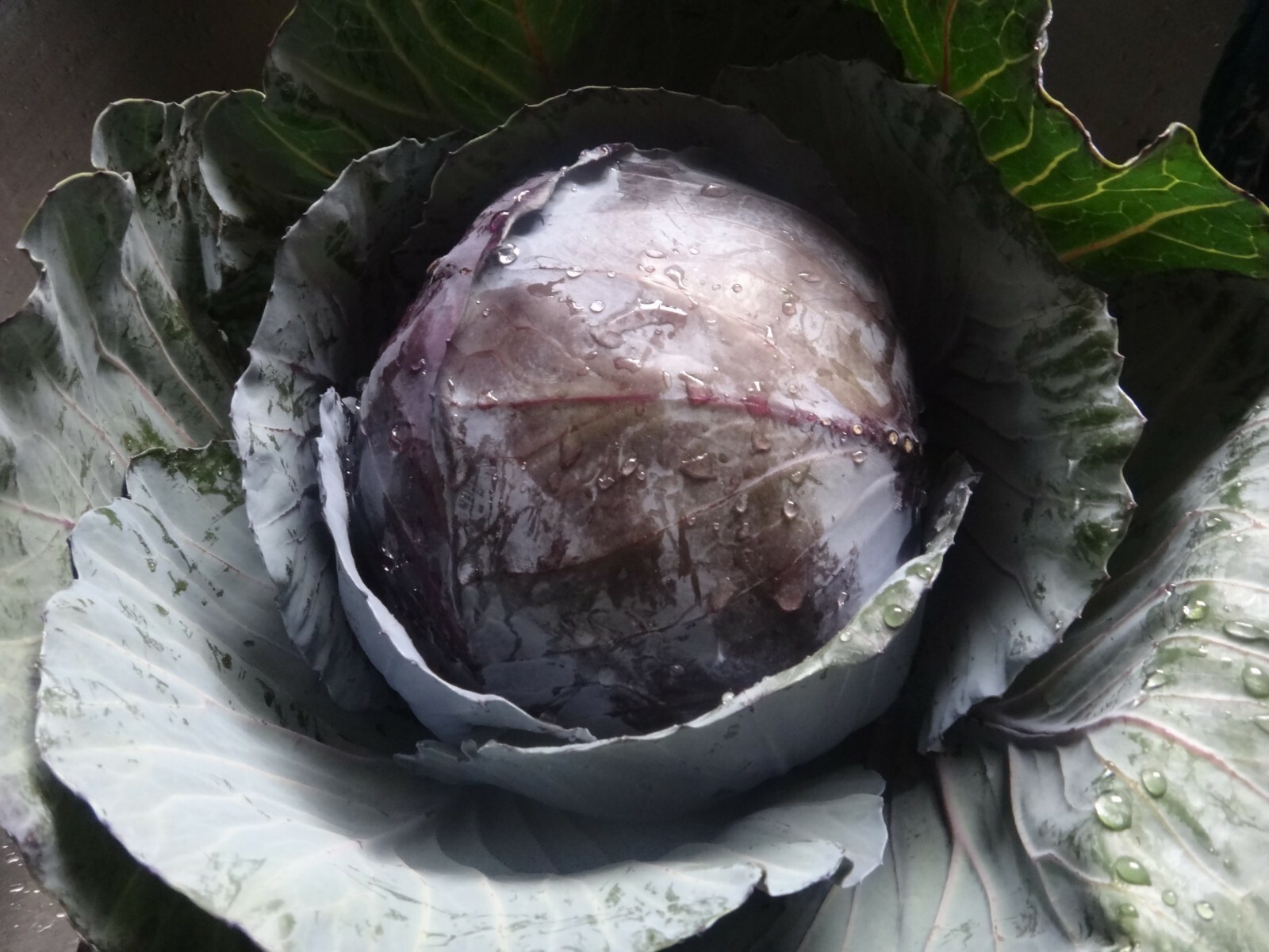 300+Seeds Red Acre Cabbage(Brassica Oleracea) Non-GMO Fresh Garden Vegetable USA