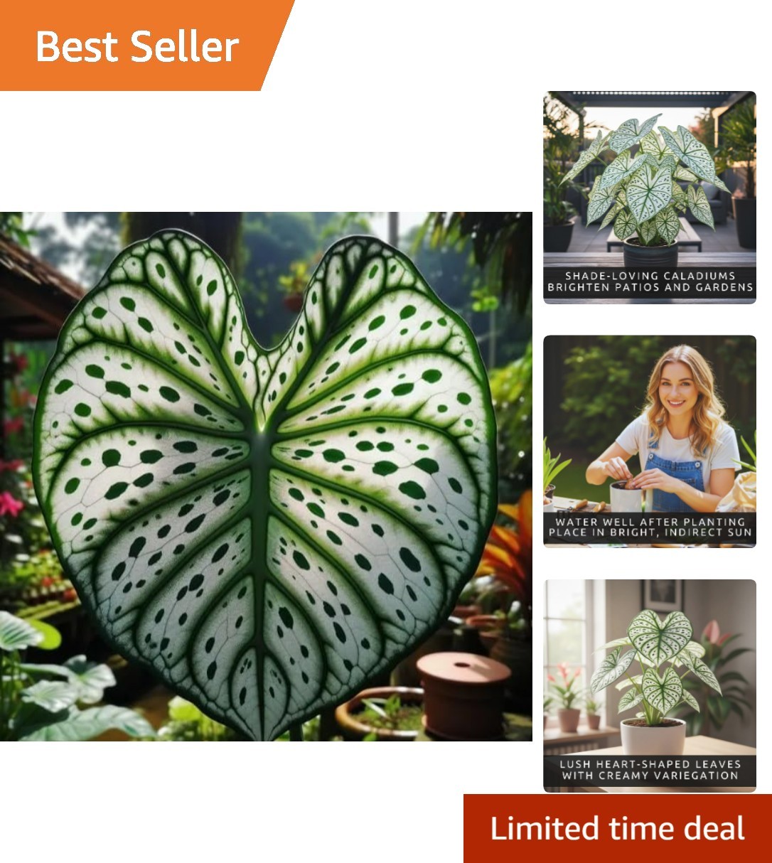 Elegant Green and White Caladium Bulbs – Easy Grow Gift for Plant Lovers, 6 Pack