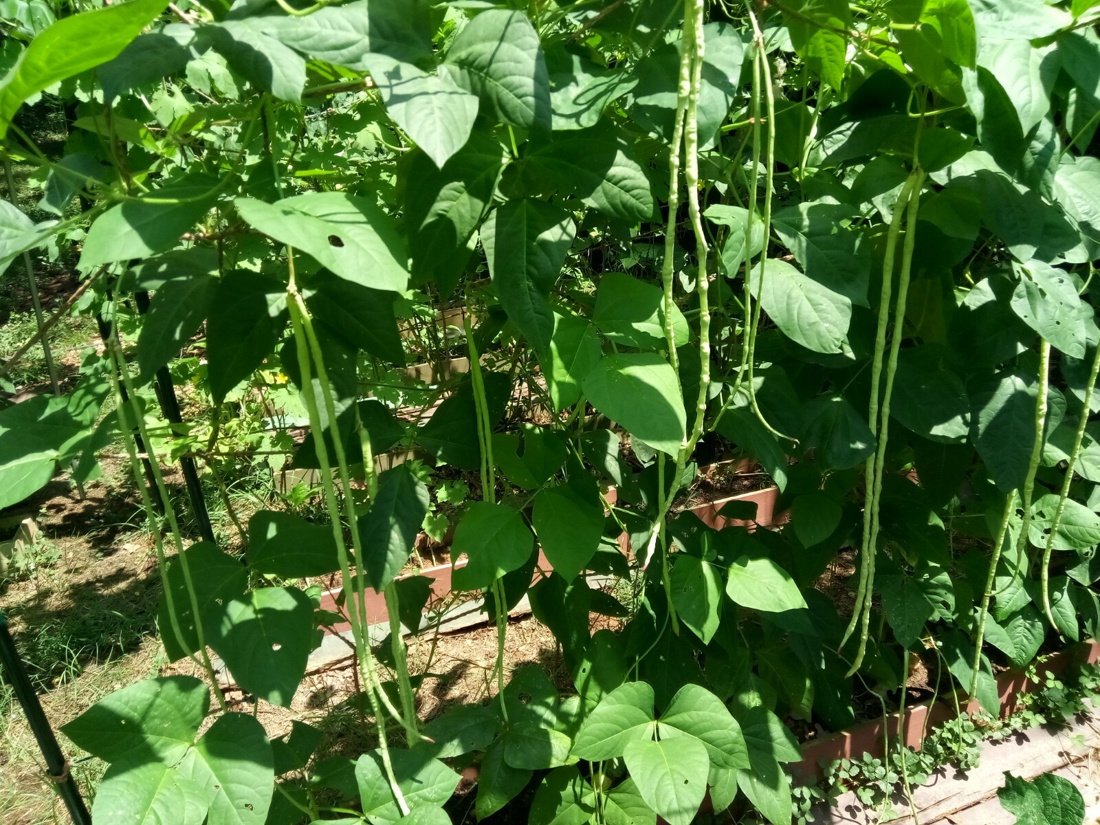15 Organic Asian Long Bean Seeds (Early,Pale green,Skinny,Very long Variety)