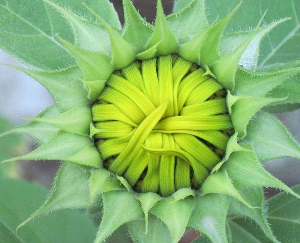 Giant Sunflower Seeds Mix (200+ Seeds) – Red, Purple, Pink Heirloom mix
