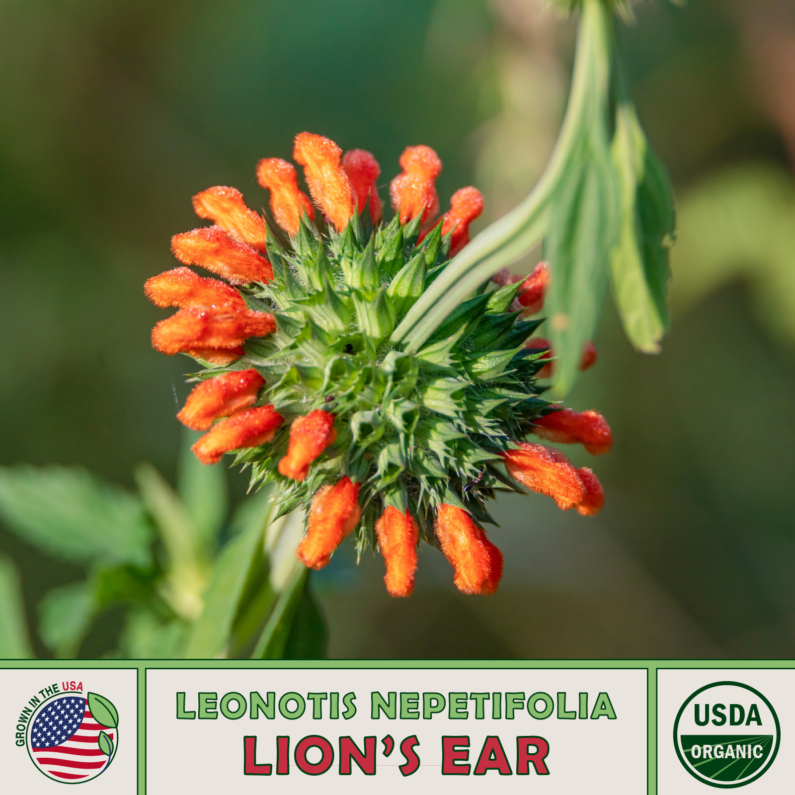 20 Lion’s Ear Seeds, Klip Dagga, Organic, Medicinal, Hummingbird Attractor
