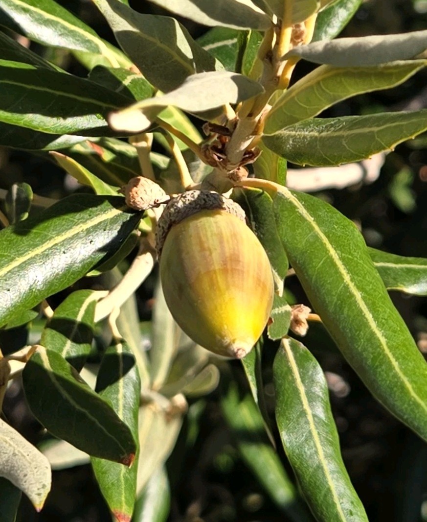 25 – SILVERLEAF SILVER LEAF OAK TREE, DECEMBER 2025 FRESH ACORNS