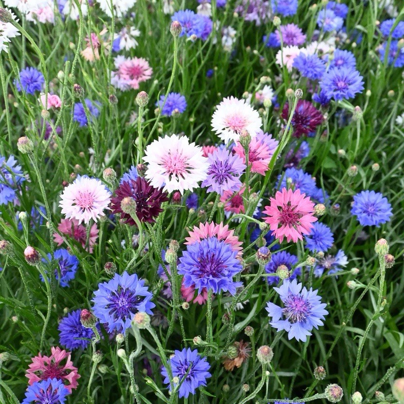 250+ Polka Dot Bachelor Button Seed Mix (Centaurea cyanus) USA