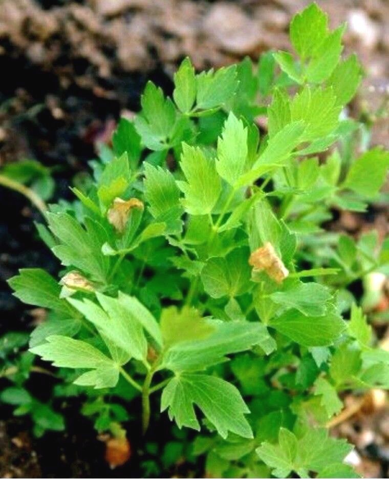 200+ Lovage seeds-Non GMO-Open Pollinated-Medicinal.