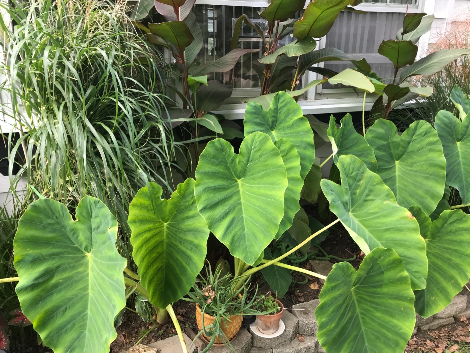 1 LIVE Colocasia Esculenta Elephant Ear Taro Gabi Kalo Eddo Bulbs READY to GROW