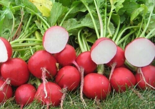 Cherry Belle Radish Seeds – 101 SEEDS NON-GMO