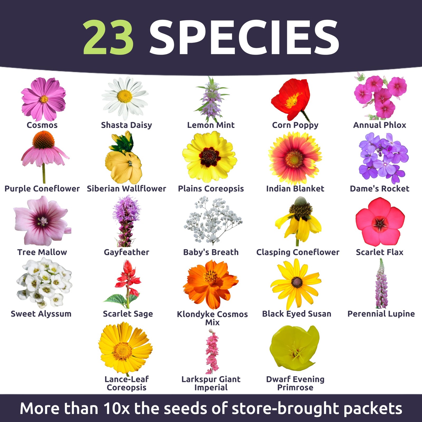 Southeast Regional Mix – Large 1 Ounce Packet – 12,000 Flower Seeds for Plant…