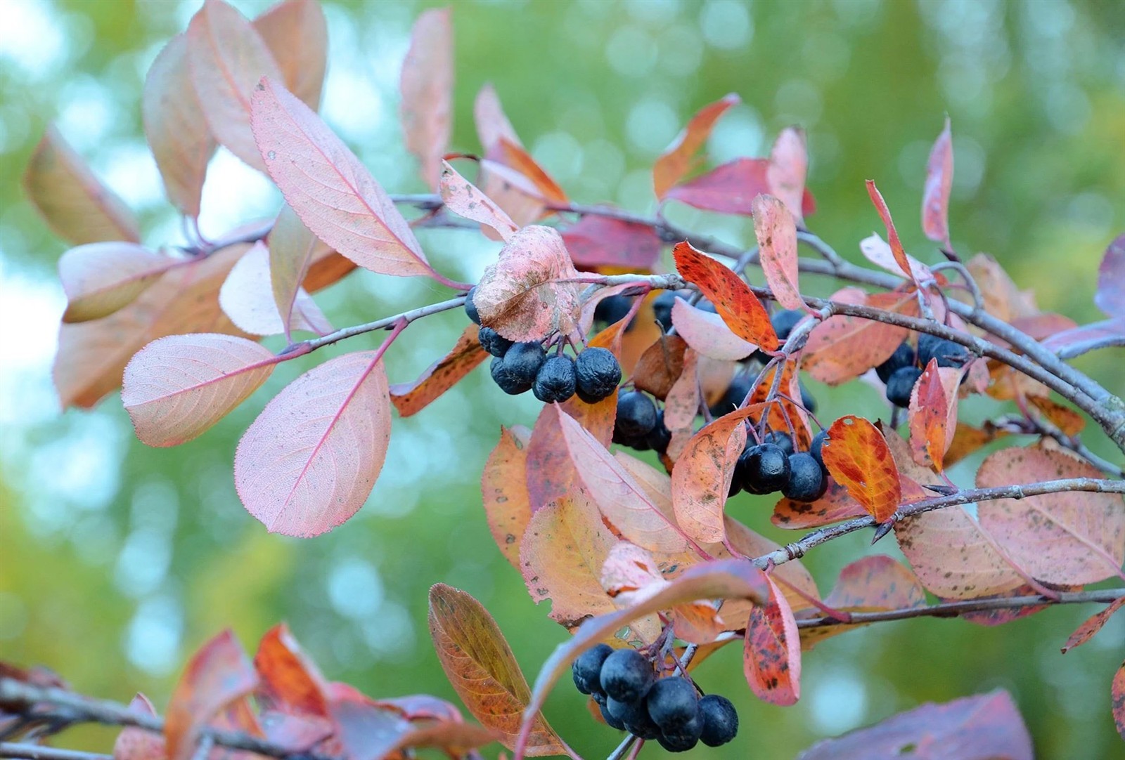 Aronia melanocarpa | Black Chokeberry | 50_Seeds
