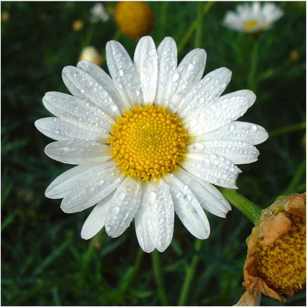 Bouquet of Biodegradable Beauty: 1000 Chamomile Seeds for Flowering & Herbal Use