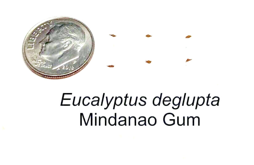 50 Rainbow Eucalyptus deglupta Tree Seeds Fast Tropical Indonesian Mindanao Gum