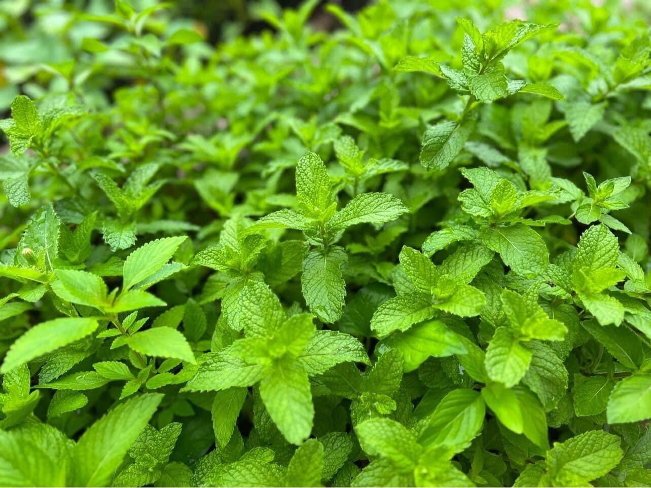 Peppermint – 500+ Seeds 2023 – USA