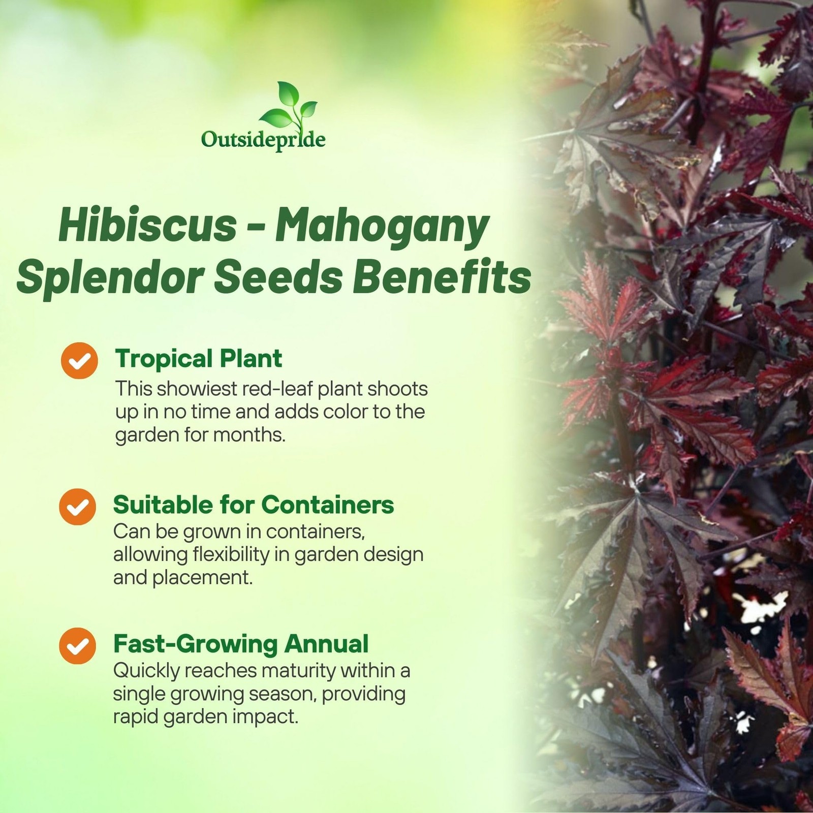 Mahogany Splendor Hibiscus Seeds – 10 Pcs Perennial Flower Seeds for Planting…