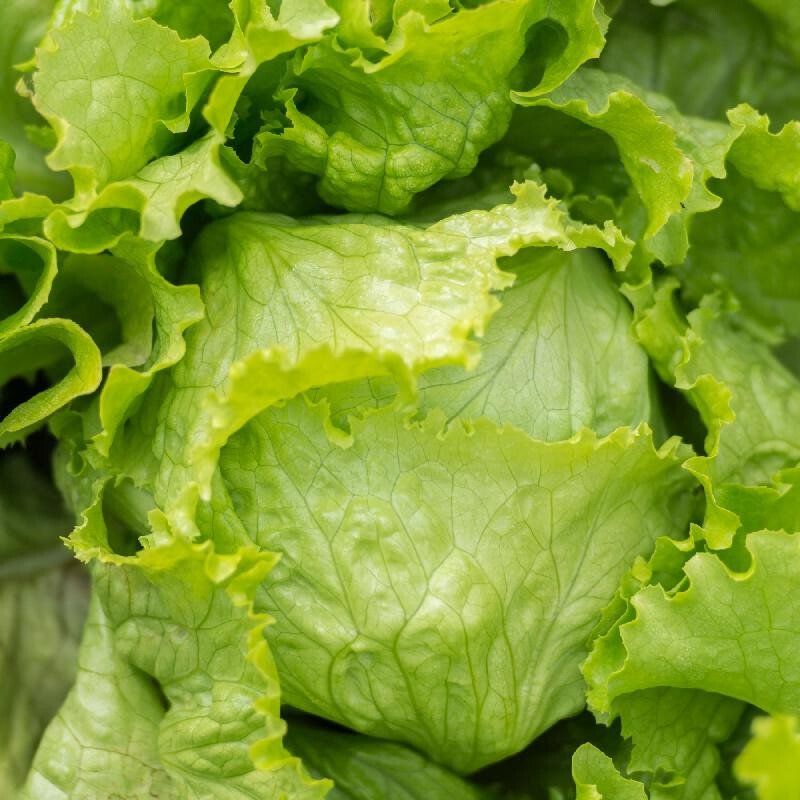 800+ ICEBERG BATAVIAN LETTUCE SEEDS FRESH FOR GARDENS