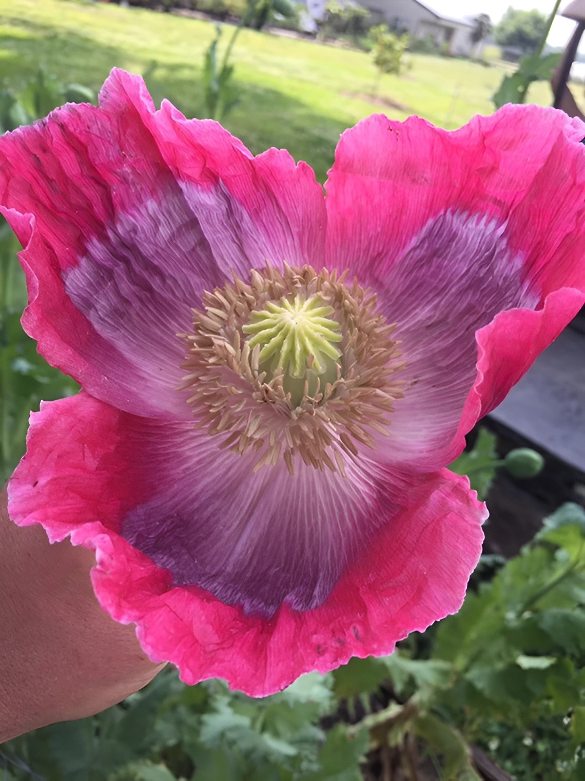 500 Giant Rattle Poppy Seeds – P. Somniferum Stunning Giant Flowers & Seed Heads