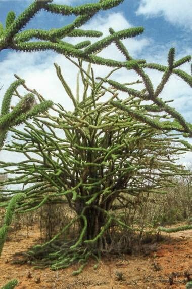 Madagascar Ocotillo Tree Seeds for Planting – Alluaudia procera