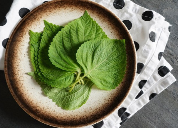 🌱 Heirloom Perilla Mint/Green Shiso/Kaennip Herb 50+ Seeds Non-GMO
