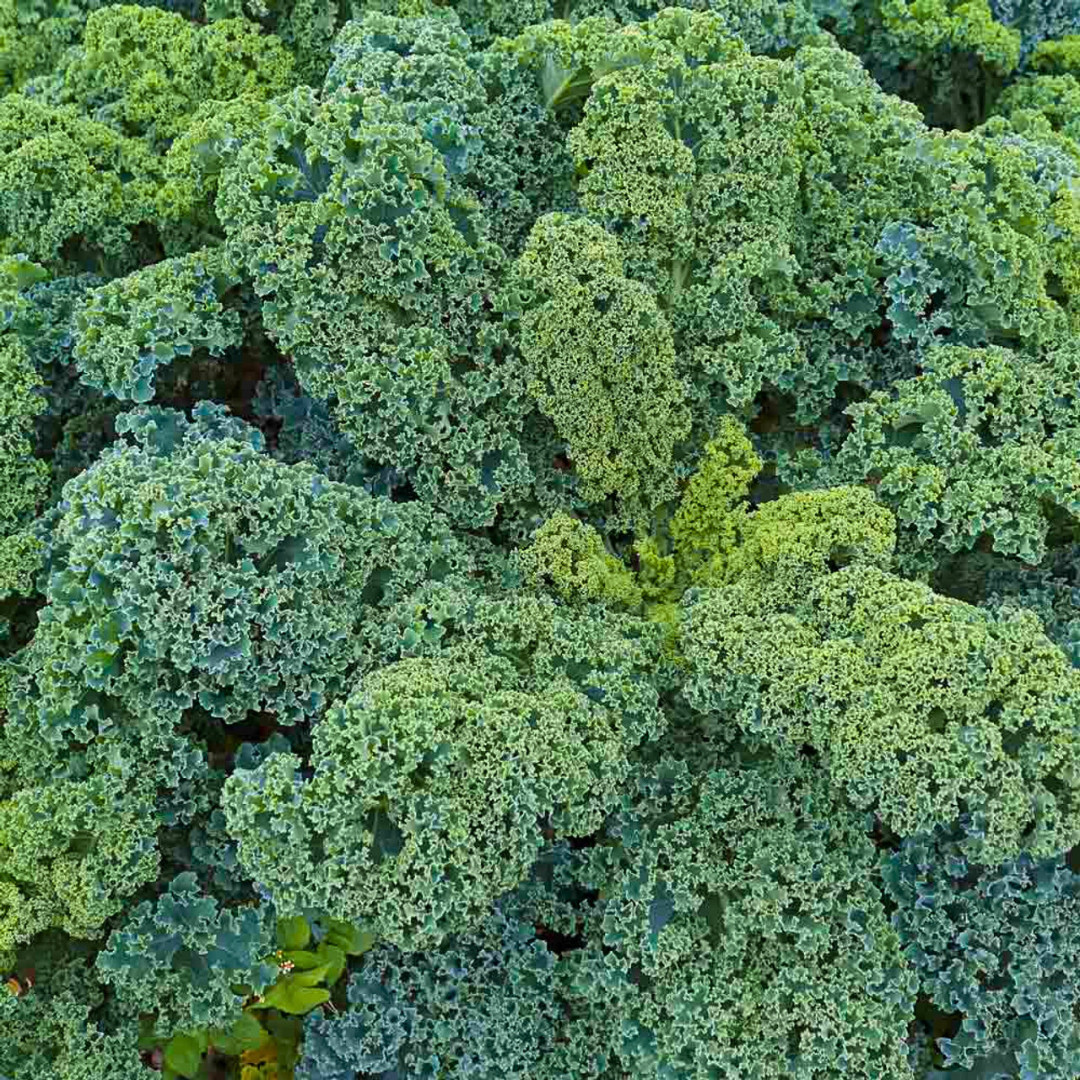 Fresh Blue Scotch Curled Kale Seeds | Heirloom Non-GMO | Fresh Vegetable Seeds