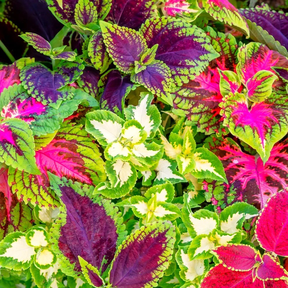 Rainbow Mix Coleus Seeds | Annual Tropical Houseplant Leaf Shade Plant Seed 2025