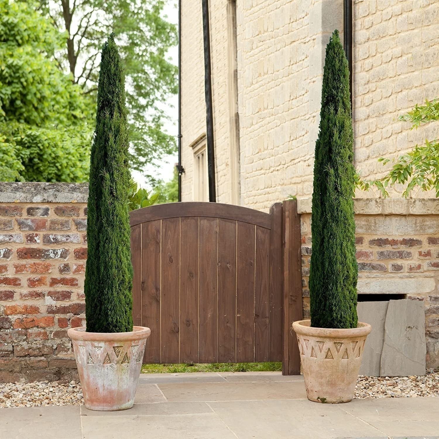 Italian Cypress | 3 Gallon | Cupressus sempervirens | Low Maintenance | Hardy