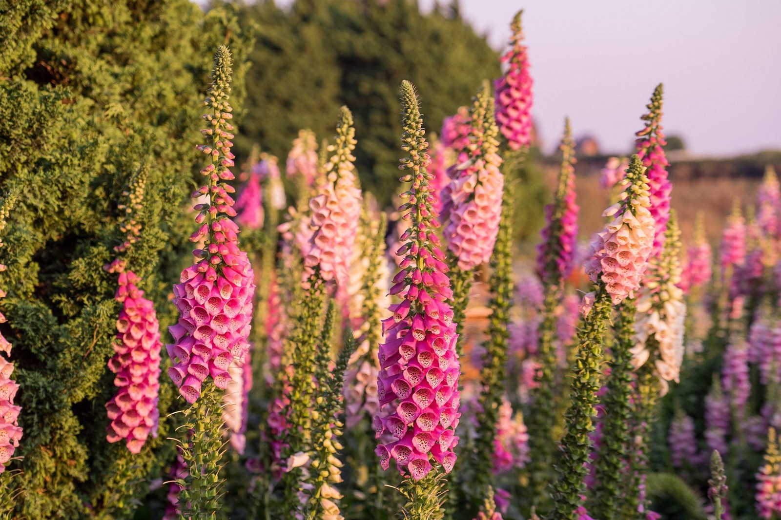 1000 FOXGLOVE EXCELSIOR MIX Digitalis Purpurea Flower Seeds *Flat S/H