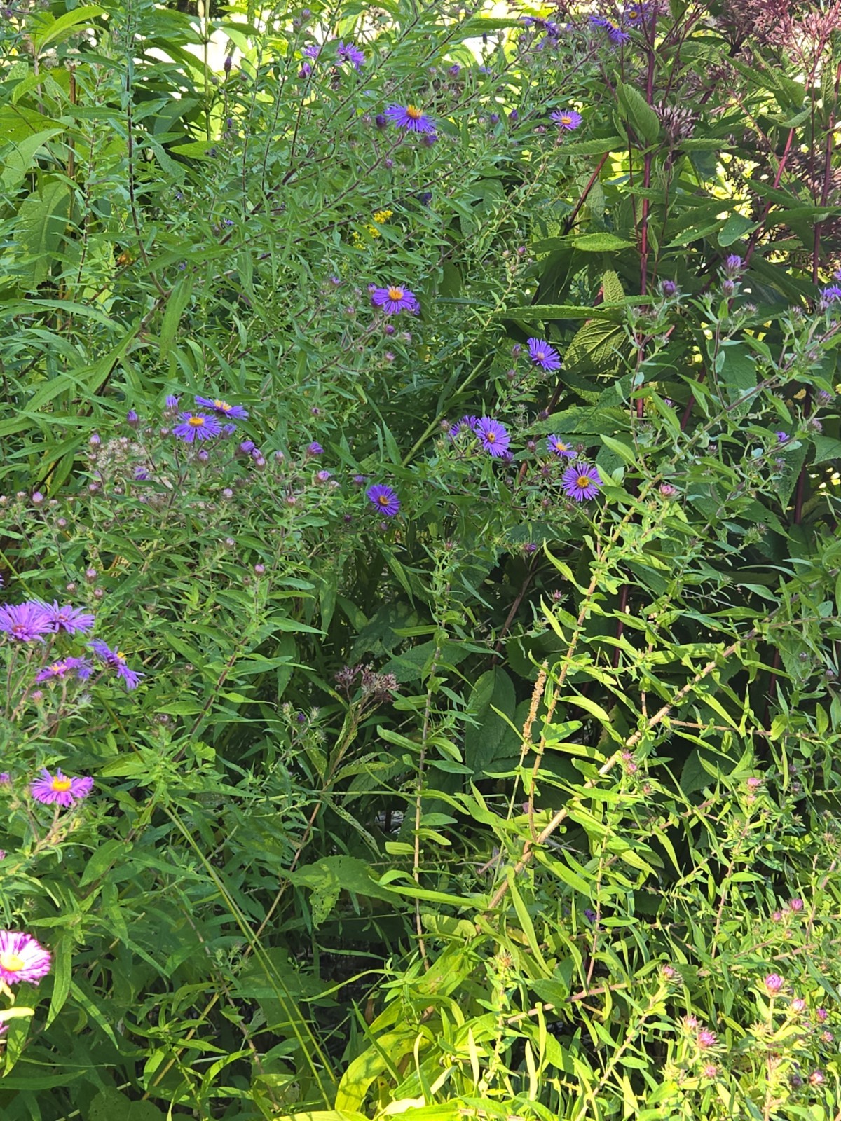 1 gram+ New England Aster Seeds/Symphyotrichum novae-angliae /Native US Plant