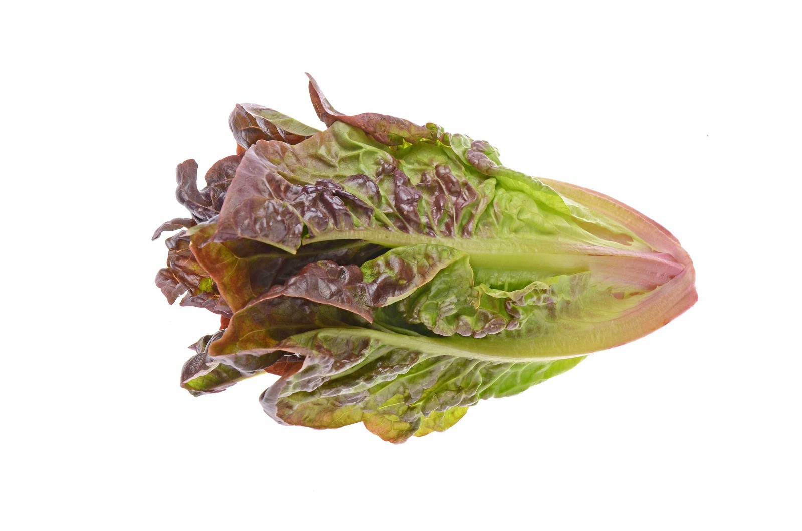 3000 CIMMARON Red ROMAINE LETTUCE Lactuca Sativa Vegetable Seeds