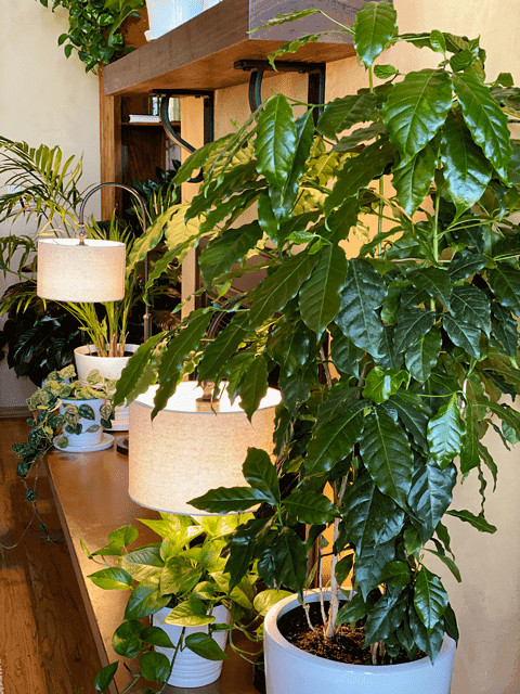 10 Coffea arabica Seeds Tropical EXOTIC Coffee Bean Indoor House Plant Tree RARE