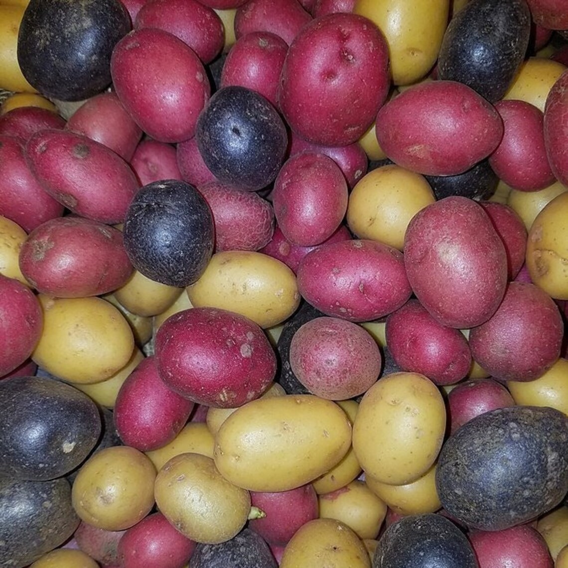 Potato Lover’s Mix – 2-4 lb pounds – Non-GMO Tuber Seeds Potatoes for Spring