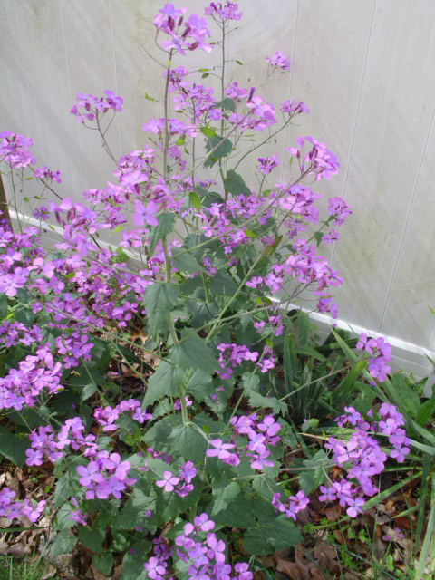 40 PURPLE MONEY PLANT SEEDS ( LUNARIA ANNUA )