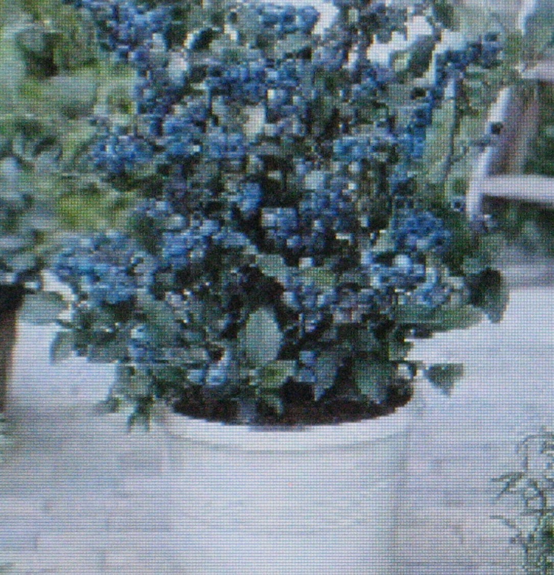 * DWARF * TOP HAT *BLUEBERRY BULK 1000 COUNT * CONTAINER * BONSAI SPECIMEN