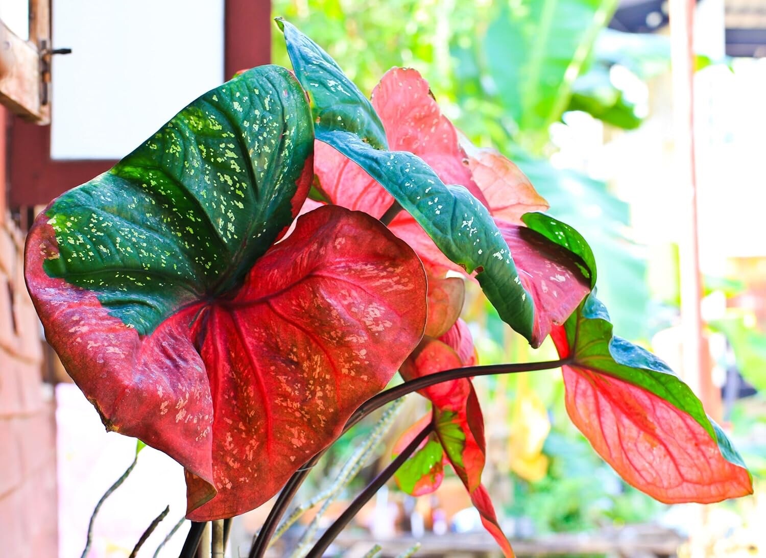 Harrison Strap Caladium Bulbs for Planting