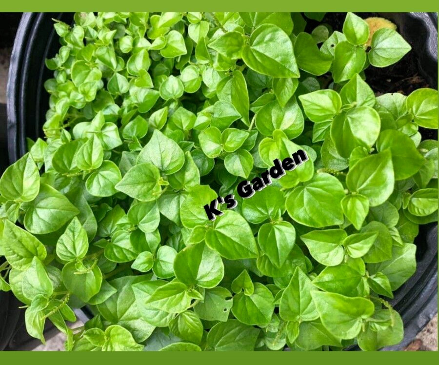 (500+ PCS) CRAB CLAW ,PEPEROMIA PELLUCIDA SEEDS, HẠT RAU CÀNG CUA